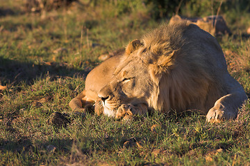 Image showing lazy lion