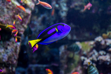 Image showing Aquarium tropical fish on a coral reef