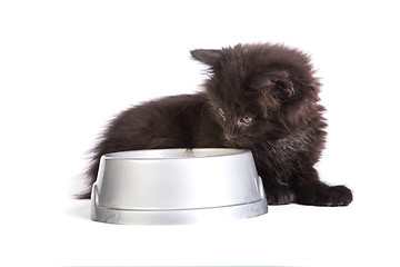 Image showing Black kitten eating cat food on a white background