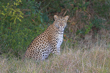 Image showing leopard