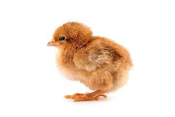 Image showing The yellow chick on a white background