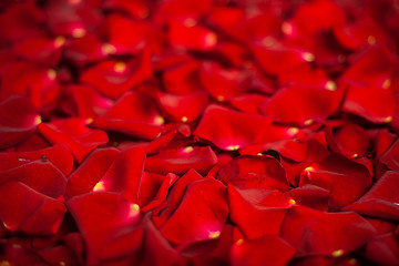 Image showing Background of red rose petals