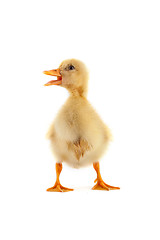 Image showing A yellow duckling isolated on a white background