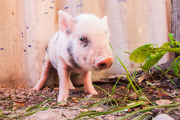 Image showing Close-up of a cute muddy piglet running around outdoors on the f