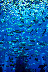 Image showing Aquarium tropical fish on a coral reef