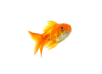 Image showing Goldfish