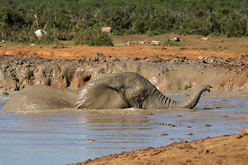 Image showing bathtime