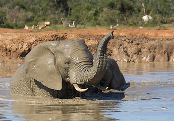 Image showing bathing ellie