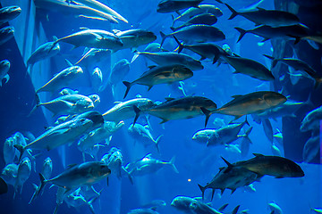 Image showing Aquarium tropical fish on a coral reef