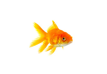 Image showing Goldfish