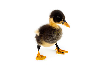 Image showing A duckling isolated on a white background
