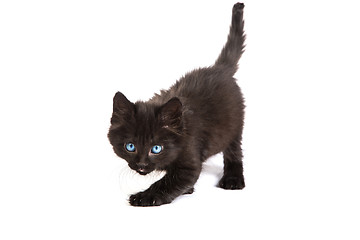 Image showing Cute black kitten on  a white background