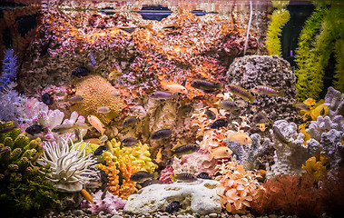 Image showing Ttropical freshwater aquarium with fishes