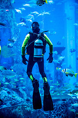 Image showing Huge aquarium in Dubai. Diver feeding fishes.