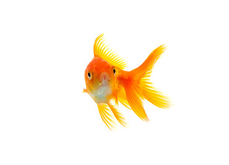 Image showing Goldfish