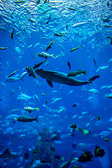 Image showing Aquarium tropical fish on a coral reef