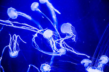 Image showing Beautiful jellyfish moving slowly in aquarium in Dubai