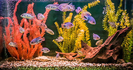 Image showing Ttropical freshwater aquarium with fishes