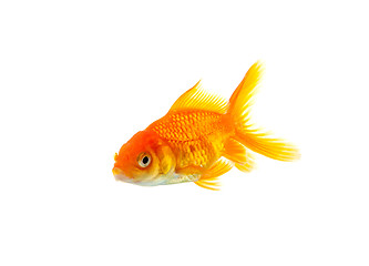 Image showing Goldfish