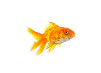 Image showing Goldfish