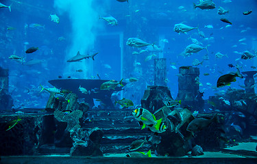 Image showing Stingray fish. Aquarium tropical fish on a coral reef