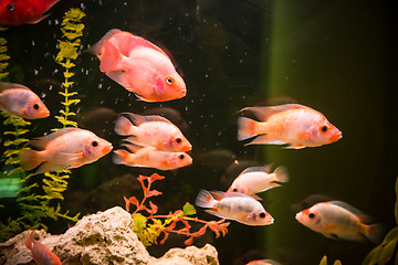 Image showing Ttropical freshwater aquarium with fishes