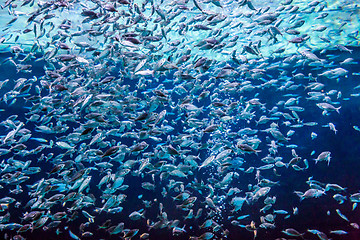 Image showing Aquarium tropical fish on a coral reef