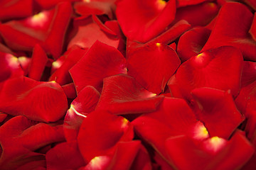 Image showing Background of red rose petals