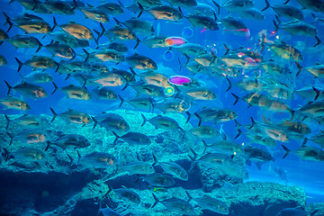 Image showing Aquarium tropical fish on a coral reef