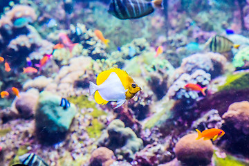 Image showing Aquarium tropical fish on a coral reef