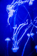 Image showing Beautiful jellyfish moving slowly in aquarium in Dubai