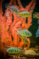 Image showing Ttropical freshwater aquarium with fishes