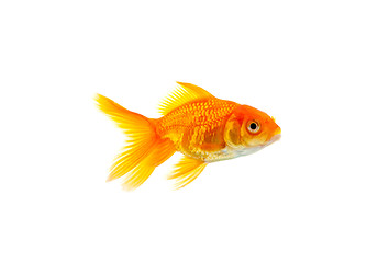 Image showing Goldfish