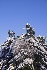 Image showing tree and sky