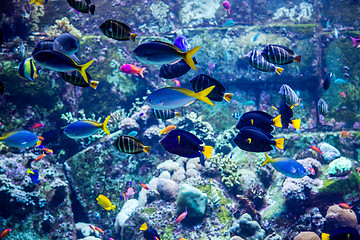 Image showing Aquarium tropical fish on a coral reef