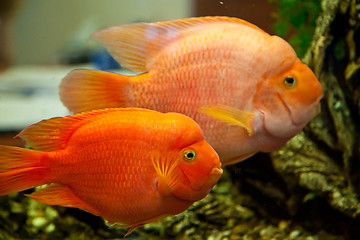 Image showing Tropical freshwater aquarium