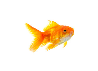 Image showing Goldfish