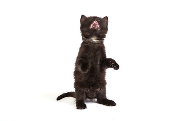 Image showing Cute black kitten on  a white background