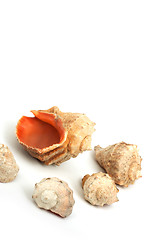 Image showing Five seashells