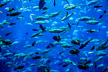 Image showing Aquarium tropical fish on a coral reef