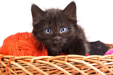 Image showing Black kitten playing with a red ball of yarn on white background