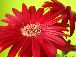 Image showing Red flowers