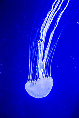 Image showing Beautiful jellyfish moving slowly in aquarium in Dubai