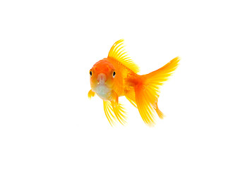 Image showing Goldfish