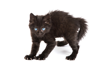 Image showing Frightened black kitten standing on a white background
