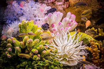 Image showing Ttropical freshwater aquarium with fishes