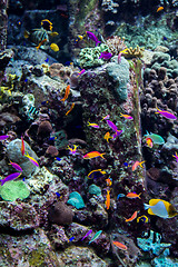 Image showing Aquarium tropical fish on a coral reef