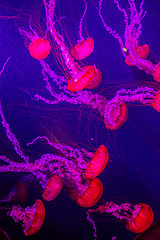 Image showing Beautiful jellyfish moving slowly in aquarium in Dubai