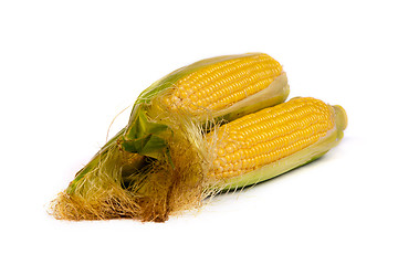 Image showing Fresh uncooked corn on the cob