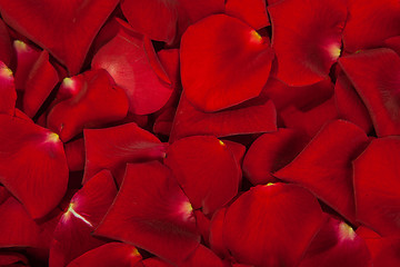 Image showing Background of red rose petals